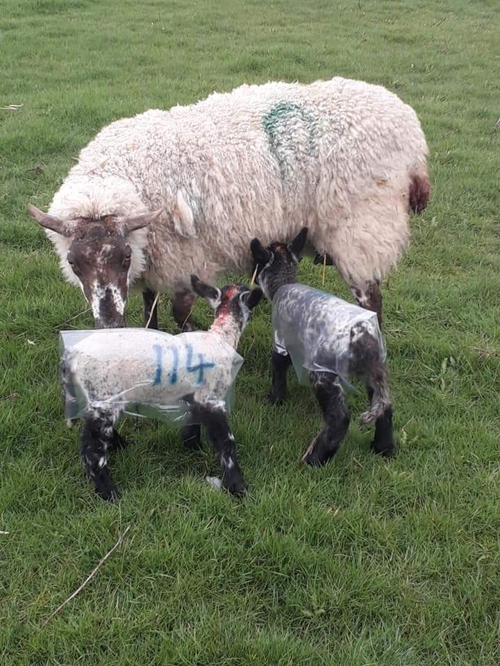 liamprice18's tweet photo. Turning out more ewes and lambs before moving on to the new Farm. Enjoyed working here and hope to be back next year.
#builthwells #wales #lambing2019 https://t.co/p4rXtUR9Gj