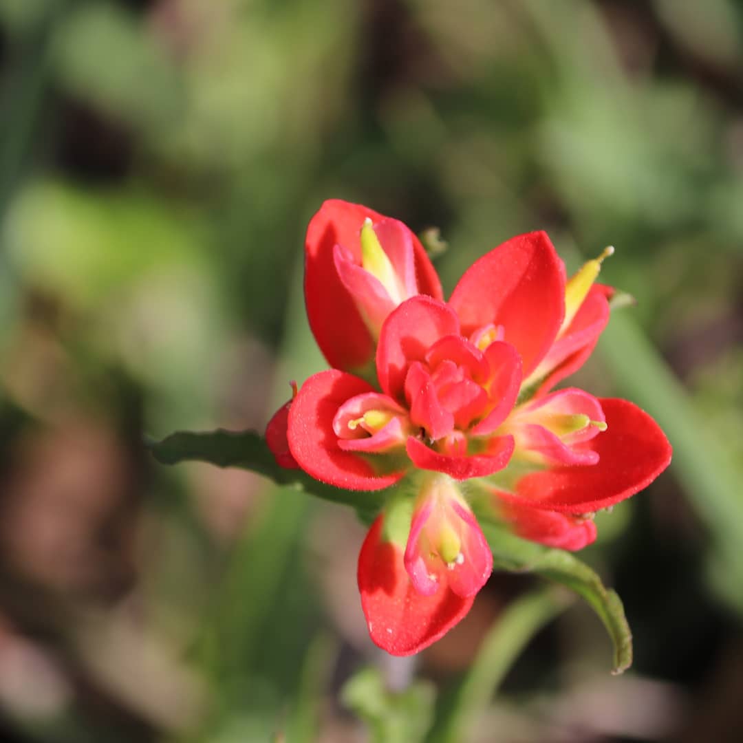 misoranomegami's tweet image. Yesterday was outdoor photography and macros at a class at #txbow19 #exploremode