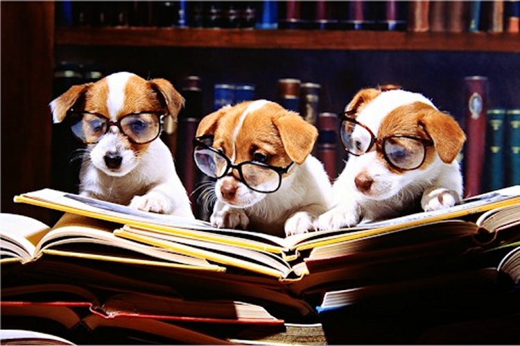 InsanityStudent's tweet photo. Try always to find the right mates to study with! 🤗📚
#13april #studygroup #projectwork #library #SaturdayMotivation #SaturdayThoughts #puppylove #puppy #dogsoftwitter #friends #mates #exams #studentlife #insanitystudents #dogs #goodweekend https://t.co/Hd06lPVrOw