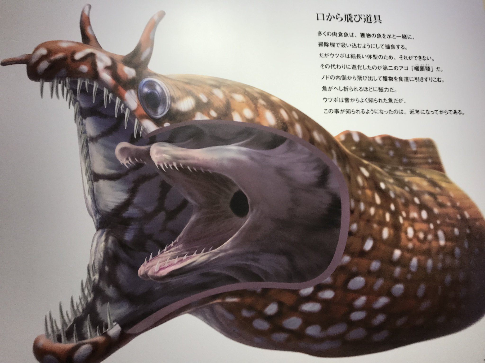 ラザニア V Twitter インナーマウス を持つエイリアン魚 つまりウツボ へんないきもの へんないきもの展 ラザニア V Twitter インナーマウス を持つエイリアン魚 つまりウツボ へんないきもの へんないきもの展