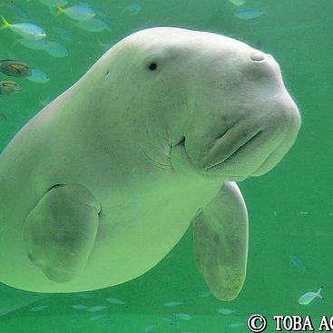badakkampus's tweet photo. @saraswtt ikutan ah. aku dikutuk sama penyihir jadi siluman dugong, mencari yg mau nerima aku aku apa adanya.
#TKMTS https://t.co/cEapY4ydtt