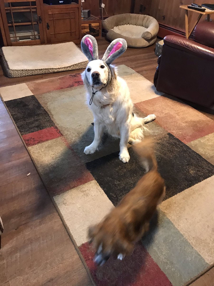 kathy93136155's tweet photo. Bunnydog is getting ready for the Egg Hunt at Tymor Park #joinusthere #ivygracegetsaround #hudsonvalleypawsforacause https://t.co/Nyfh8lwbKI