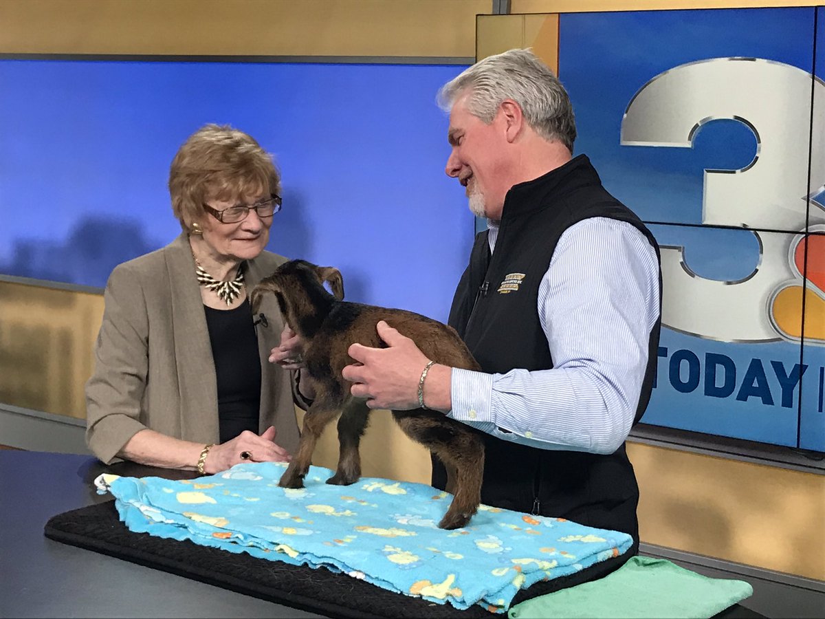 SyracuseZoo's tweet image. #SyracuseZoo Director Ted Fox and baby San Clemente Island goat Hamilton are about to go on #WeekendToday with @lhandsyr to talk about #SpringBreak week activities at the zoo! #bestweekever