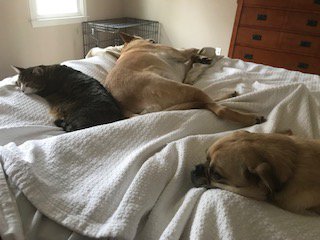 s_comix's tweet photo. Great start to a Saturday morning. Coffee in bed w/the love of my life. Pets. @metheridge on @cbs. https://t.co/O3LtxUXeDL