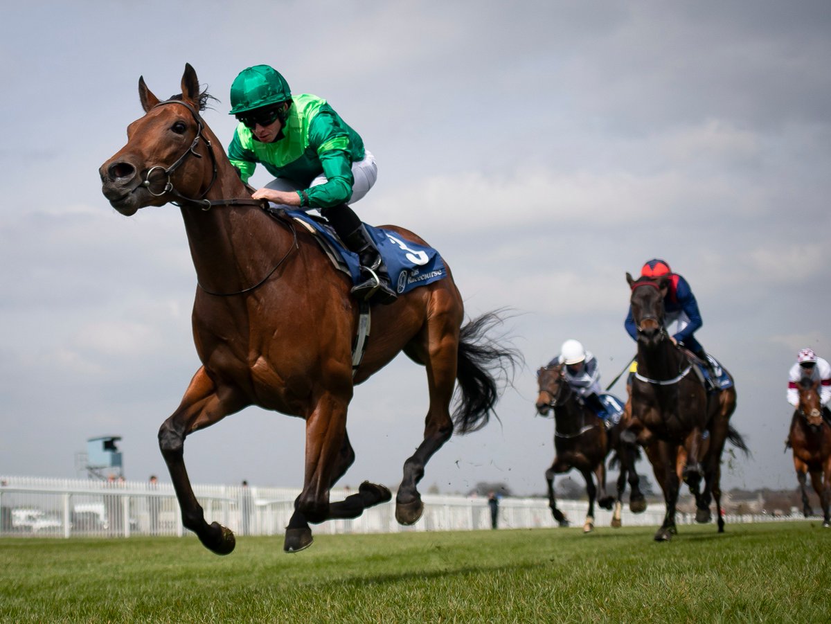 RacingPost's tweet photo. Here's Monarch Of Egypt, a son of US Triple Crown winner American Pharoah, making an impressive winning debut at Naas

Pics📸: @patrickmccannrp https://t.co/zk8Axz4t0C