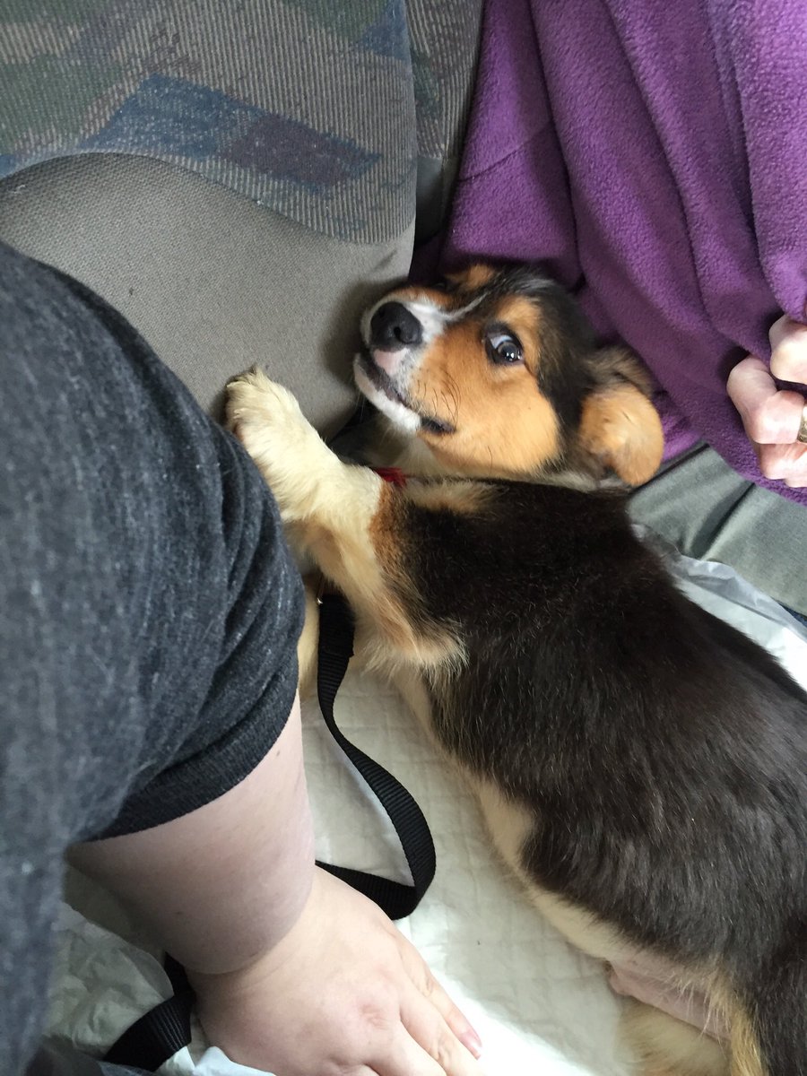 Pandastarkid's tweet photo. @AmazingPhil I thought you might appreciate these pictures of my new Corgi son Loki #corgi #lokithecorgi #puppy https://t.co/tgyx4lw6l7