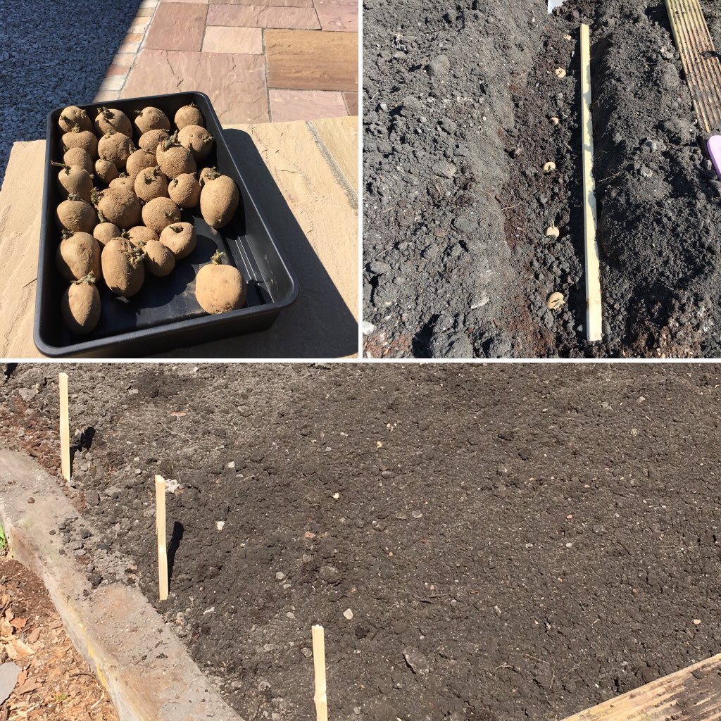 h14prt's tweet photo. #maincrop #potatoes #planted #springtime #2019. Planting has commenced for this year. A few fallow years, but back on it!! https://t.co/K4TUflH96p
