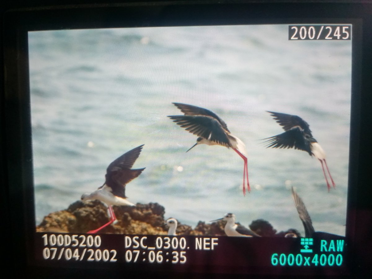 Moorfeathers's tweet photo. Lucky to get these 3 Stilts in unison :-)
@EFRSblog https://t.co/h427Q3wfbi