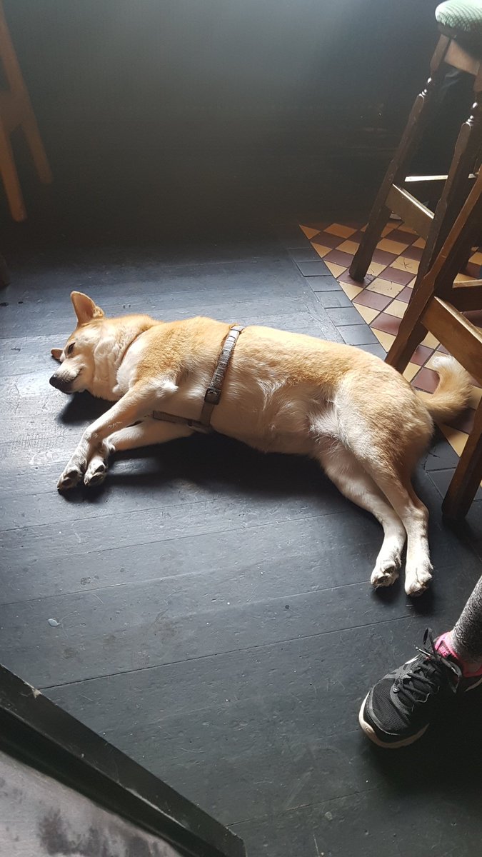Our most loyal doggie customer, Dusty, is performing a lie-down protest...we may not be able to close the bar after all! Which other Waterford bar is gonna take up the dog friendly mantle?! 🐶😀