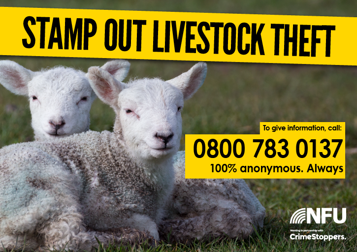 NFUtweets's tweet photo. Do you have information about any cases of #livestocktheft? Help stamp out this awful #ruralcrime by giving information 100% anonymously to our Rural Crime Reporting Line, in association with @CrimestoppersUK Find out more at https://t.co/FOHbXBUZxV  #BeACrimestopper https://t.co/U2Bx4w4ZXk