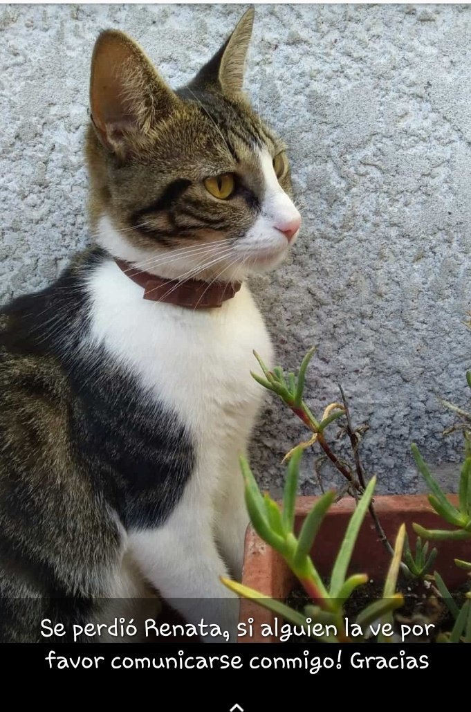 Flormignone91's tweet photo. Se perdió la gatita de mi sobrina en flor de maroñas!!! Por favor si alguien sabe de su paradero avisar por aquí y si pueden hacer retwitt led agradezco,Gracias  desde ya! https://t.co/Sk8dkGQOWy