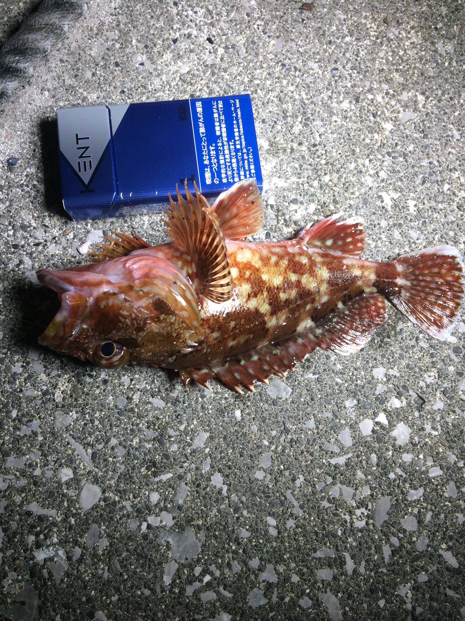 音樂 Ongaku 力試しのつもりで 幼少の頃からの穴場スポットへ カサゴという魚は成長するのに時間がかかる魚なのですが しっかり育っていたようです チビっ子は逃しました 大自然の偉大さに感謝しながら いただきます カサゴ アラカブ