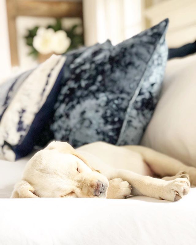 Good Morning Friends! Willow has the right idea. I wish we could be lazy today. Wishful thinking I guess. We are off to a soccer game. Enjoy your day everyone. .
.
.
.
.
#betterhomesandgardens 
#bhgpets 
#mycountryhome 
#countrylivingmagazine 
#labsofins… bit.ly/2v4uk2k