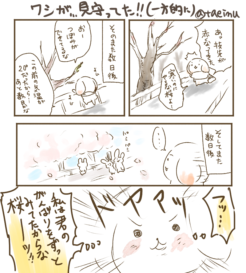 桜が咲く時期毎回こんな感じ。遠くでニヤニヤしてるから、そのうち近所の人に通報されるかもしれない… 