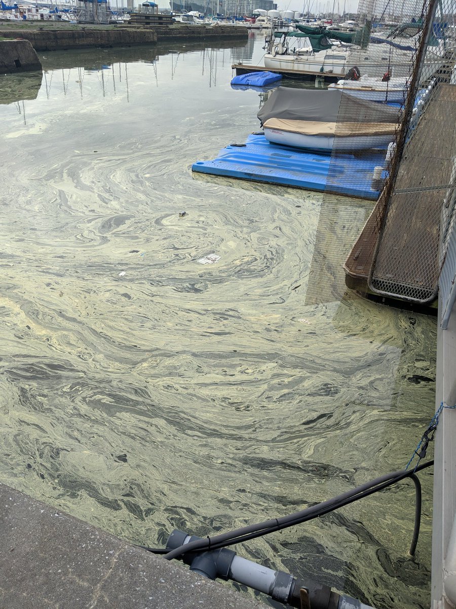 CShegda's tweet photo. Well there is something in the harbor.... Maybe pollen? @WMAR2News https://t.co/626uiwz3vz
