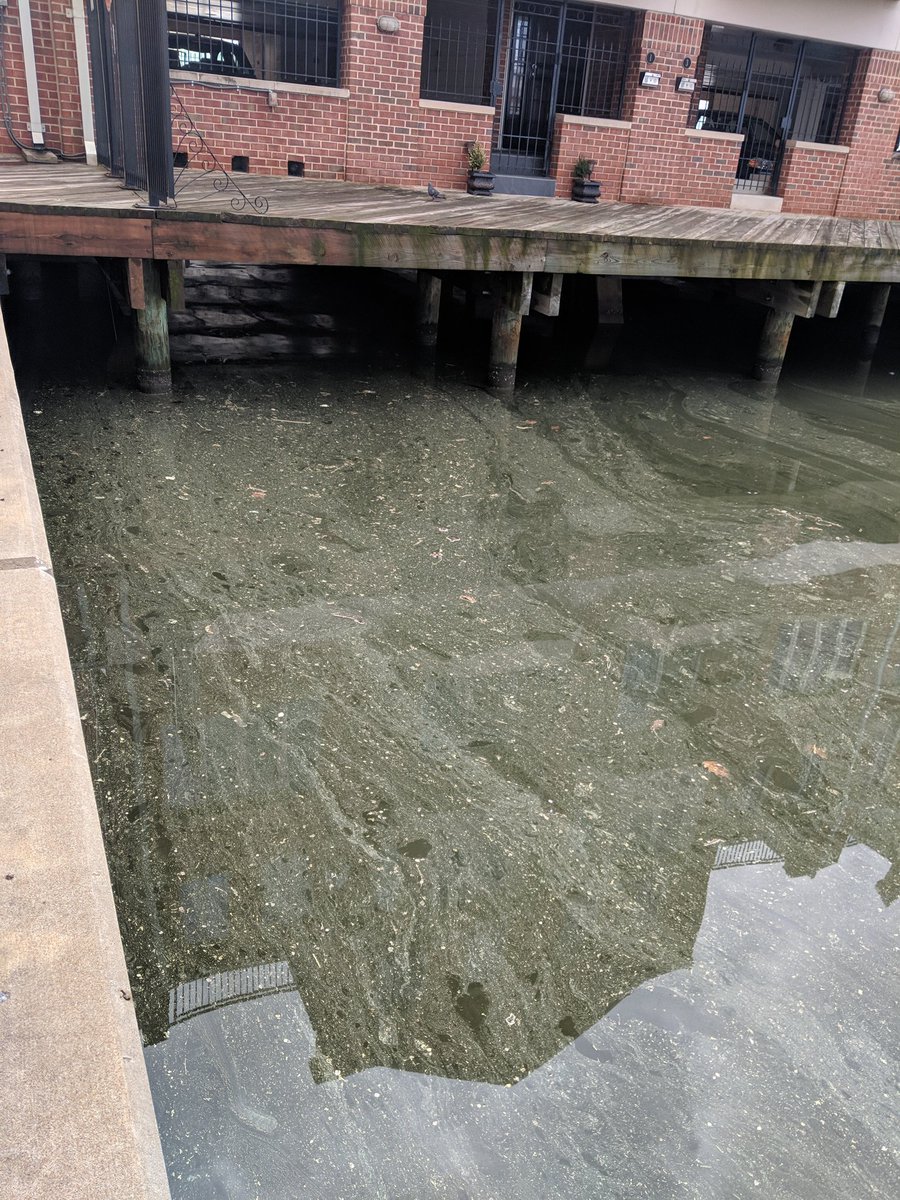 CShegda's tweet photo. Well there is something in the harbor.... Maybe pollen? @WMAR2News https://t.co/626uiwz3vz
