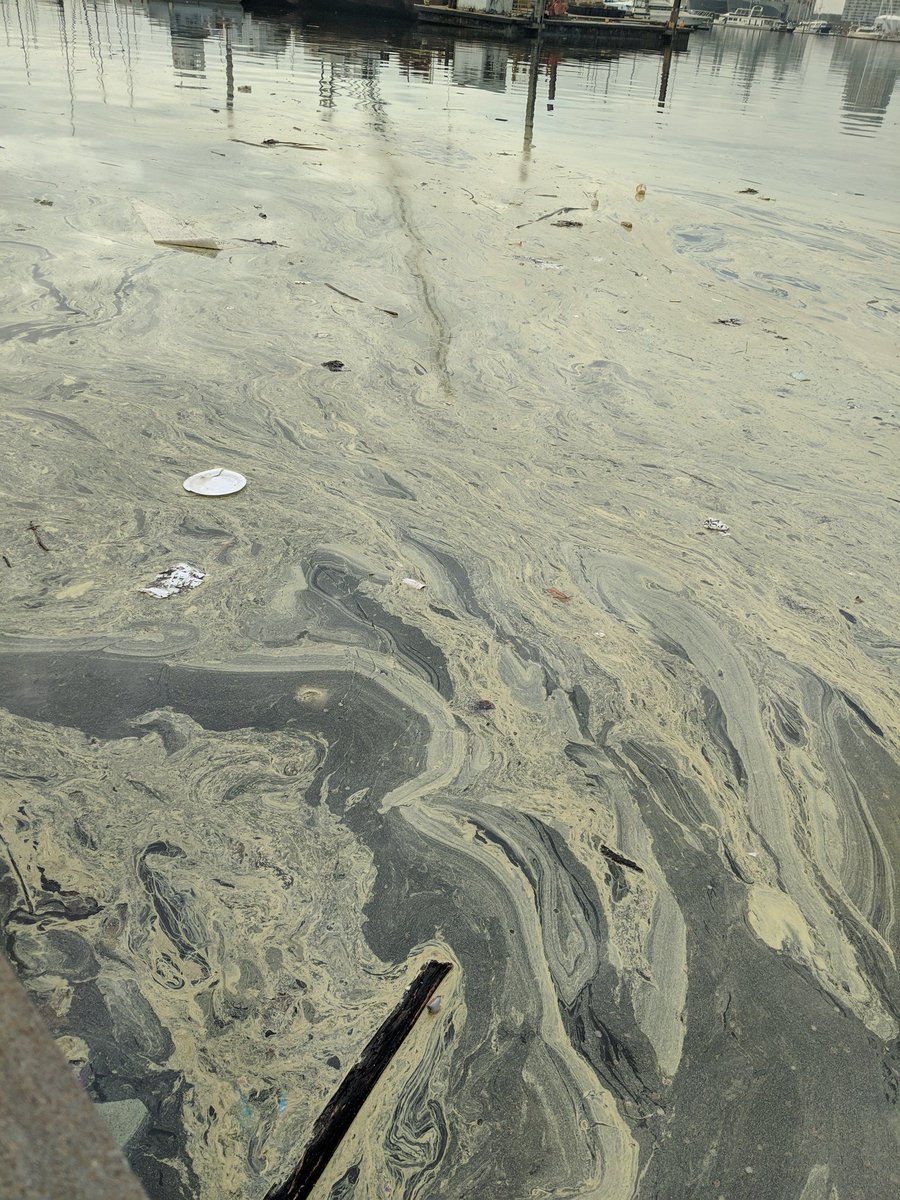 CShegda's tweet photo. Well there is something in the harbor.... Maybe pollen? @WMAR2News https://t.co/626uiwz3vz