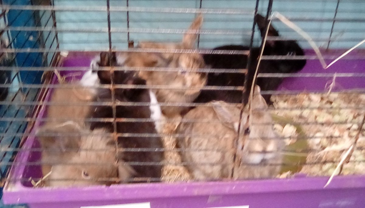 Pets Pantry tweet media