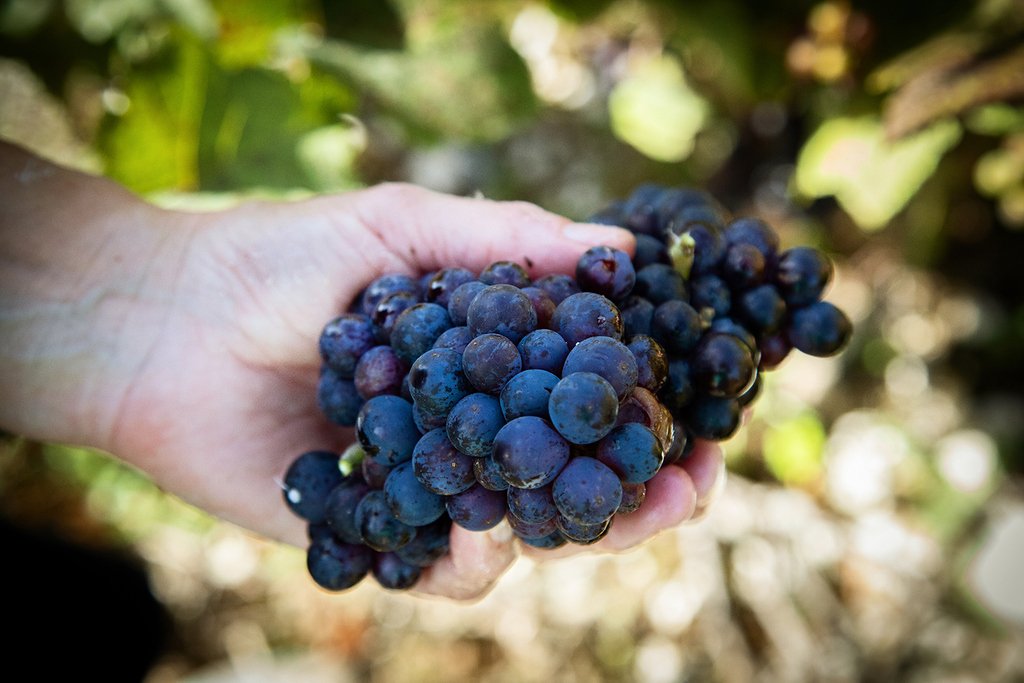 🍷 🍷 Chris's Wine Tips 🍷 🍷

Try and use independent wine merchants for your wedding or event, like <a href="/winemanberks/">Wine-Man</a>. The quality is likely to be a lot higher, with some more interesting options than that of larger wine companies. 
.
.

#winelover #winetime #wsetdiploma #caterers