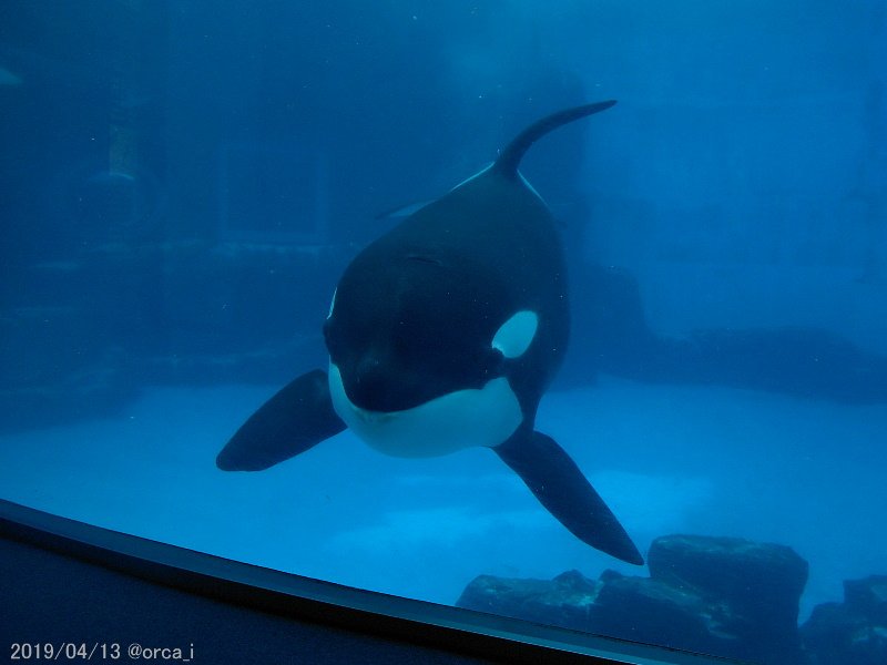 名古屋港水族館のシャチ情報を完全網羅 ショーやぬいぐるみの情報も ちりっく