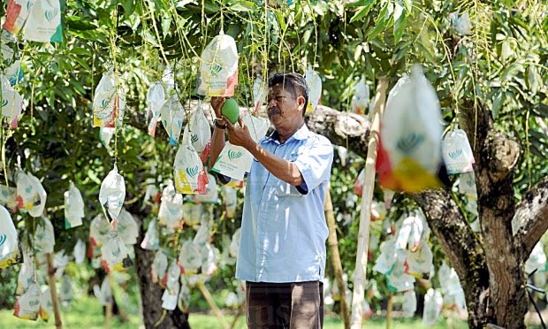 Sukacita dimaklumkan bahawa pengeluaran mangga #Harumanis akan bermula pada 1 Mei 2019 hingga penghujung bulan Jun 2019.

#myDOA #OurFoodOurFuture #myHarumanis
