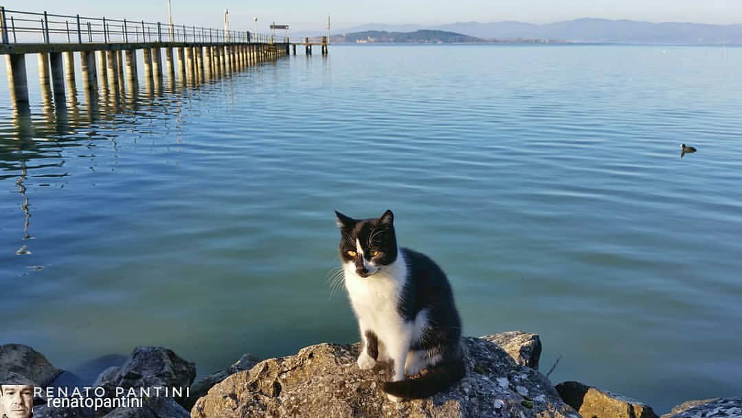 Isola_Polvese's tweet photo. from @RenatoPantini - “No, umano, non è il Lago di Bolsena, è il Lago Trasimeno! Miaaoo!” - #polveserep (presso Camping Villaggio Italgest lago Trasimeno) https://t.co/kTijskTvBF