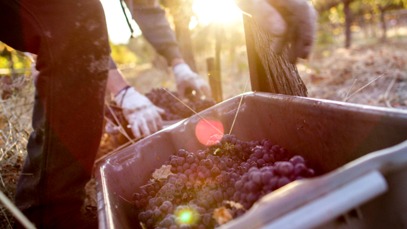 canihanwines's tweet photo. Harvesting these Syrah grapes starts early. Here you see the morning light shining off the bunches being harvested. 
#canihanwines #canihanwinery #harvest #grapebunches #vineyard   #sunvalley #sonoma #organic #botiquewinery #smallwinery #smallproduction #somm # sommeliers https://t.co/OHiNZ66UOY