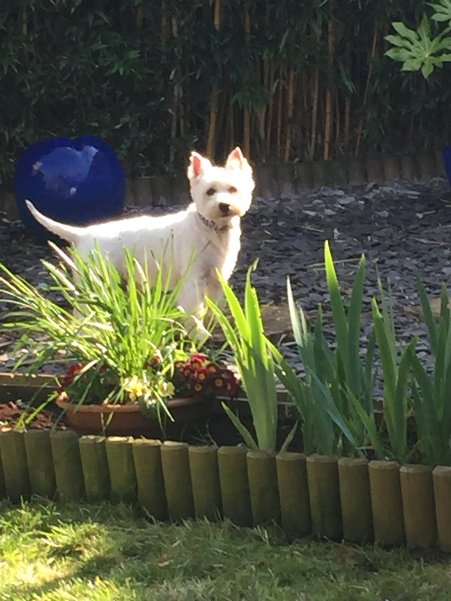 LittlePoochUK's tweet photo. Leaping into spring #westies #itsadogslife https://t.co/tJoAXf7REf
