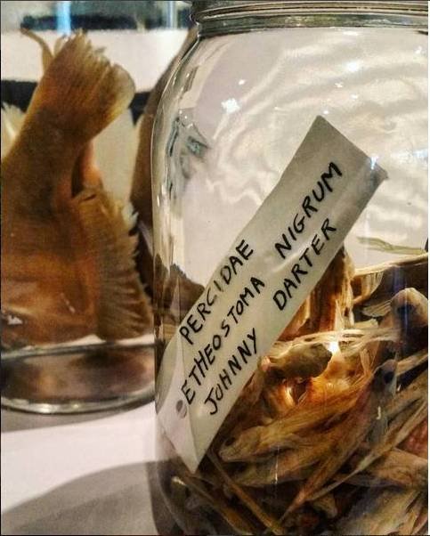 MKEPublicMuseum's tweet photo. MPM's fish collection holds nearly 500,000 specimens! #MPMDidYouKnow https://t.co/Nb0TkNbj2e