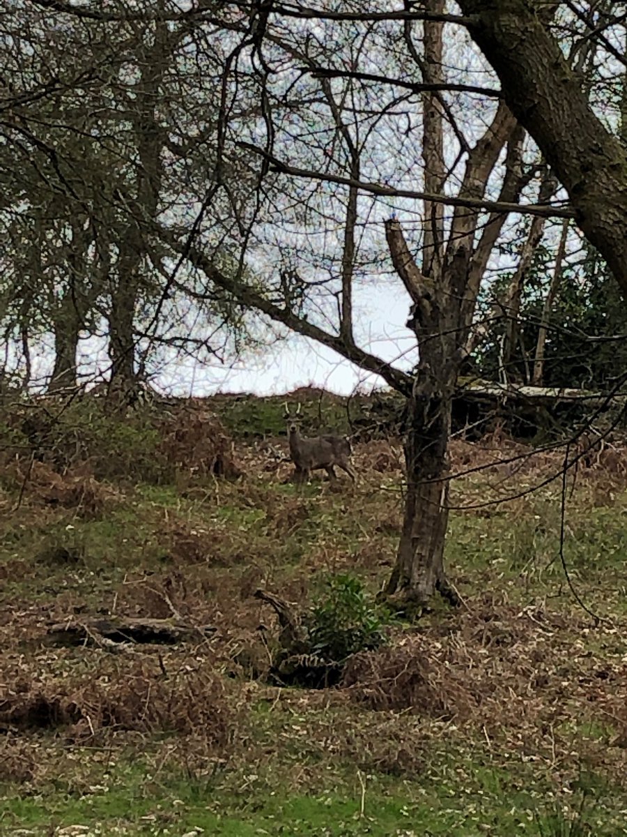BeverleyMBell's tweet photo. Look who is watching ⁦@LeonardsleeG⁩ https://t.co/o4841LrwgG