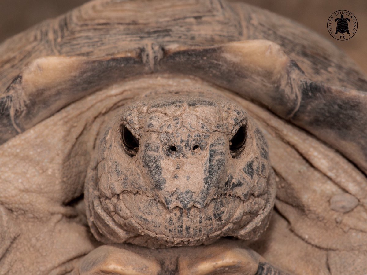 Looks like this Chaco tortoise (Chelonoidis chilensis) needs a bath! 🛁 Found in Argentina, Bolivia and Paraguay, this large tortoise species is vulnerable to extinction due to habitat loss and the illegal collection of them for the pet trade.