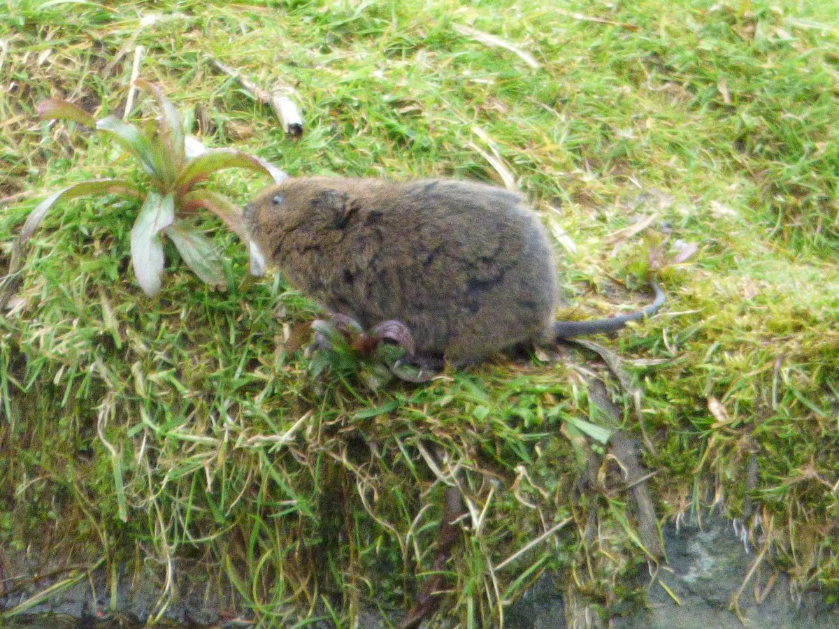 RT @Davidturner1967: Spent a lovely morning watching these water voles including a baby 1 at cromford &amp; codnor canal @DerbysWildlife @DerbysMammals @mammals_uk @NatureUK @wildlife_uk