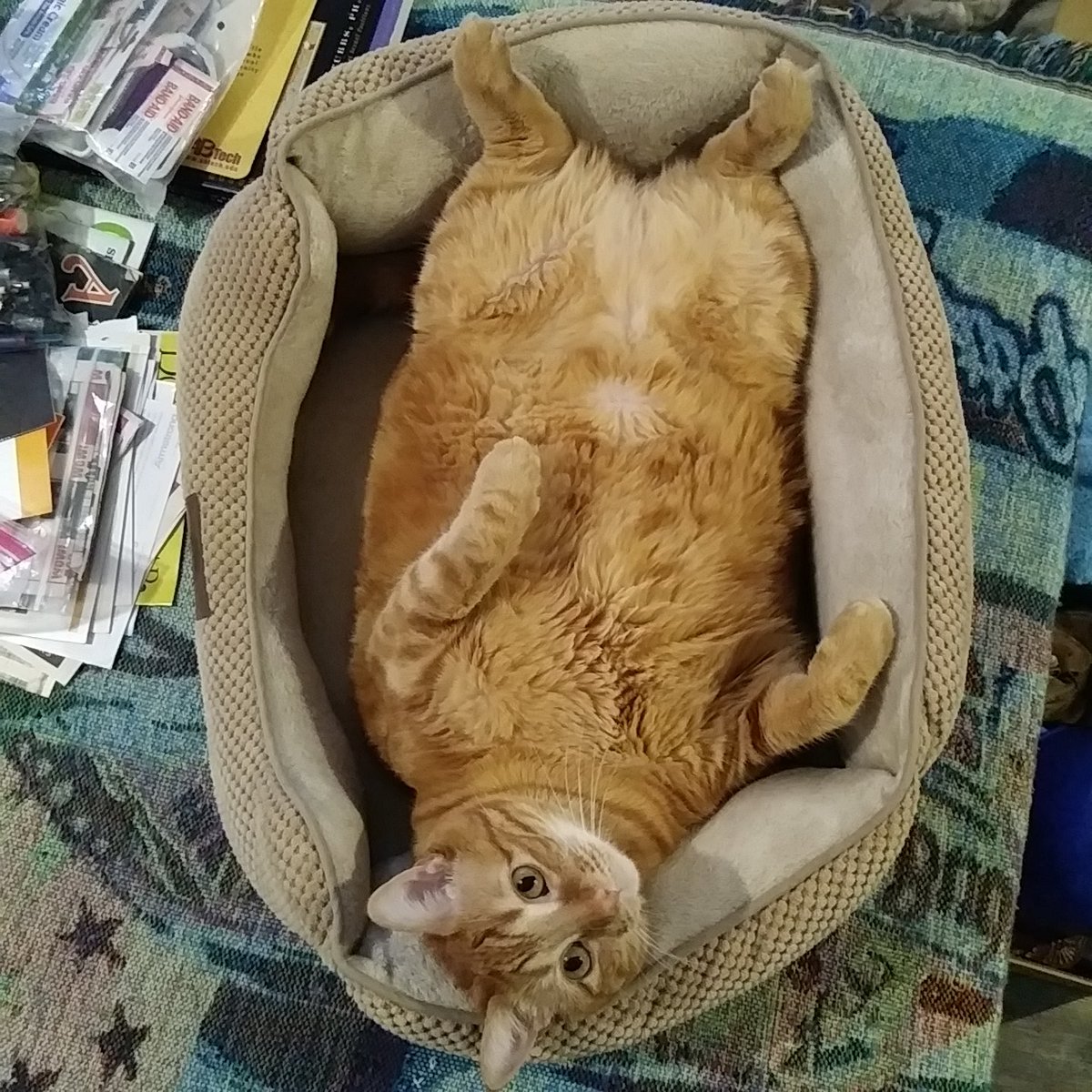 curlyfry111's tweet photo. I gets called little bit,bitty,Boop, Bitty Boop https://t.co/QzL9nT4lpb