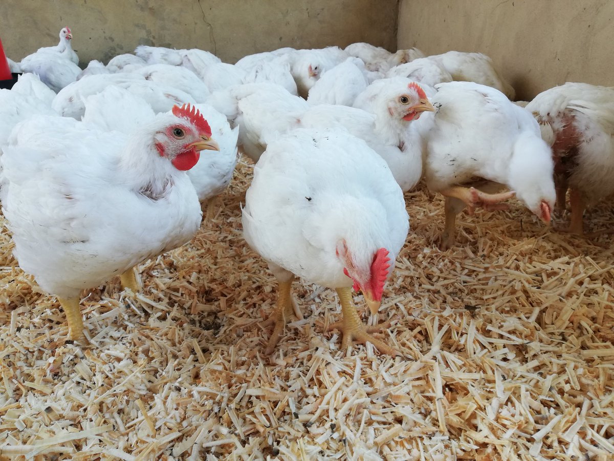 whitesunninghil's tweet photo. Good day please kindly RT for Support :

I am currently selling Chicken broilers for R65-00(comes with all the insides) to brits and Pretoria Delivery is free(T's and C's do apply)  If you buy an order of 5 or more you will pay R60-00 per chicken(special until 10 may) @0658758416 https://t.co/dQnw0iVOvA