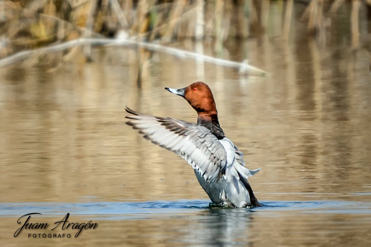 juam_aragon's tweet photo. Lagunas de Campotejar https://t.co/0yDNB0L8CQ