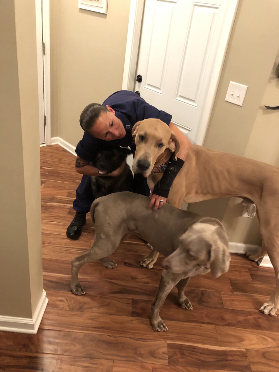 Getting all the love on my way out the door this morning. 😝#candid #allthelove #gsd #k9 #greatdane #bluefawn #weimaraner #oldman #coastguard #drillweekend #again #k9apart #livepd #livepdnation