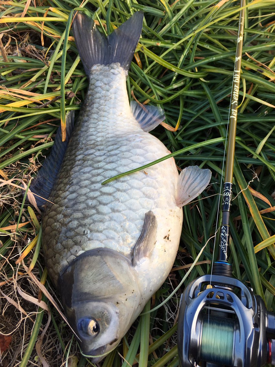 Y39 外道だけど すごいトルクで楽しませてくれてありがとう 銀フナ ジェットセッター60c Jetslow T Co Sufgty9xak Twitter