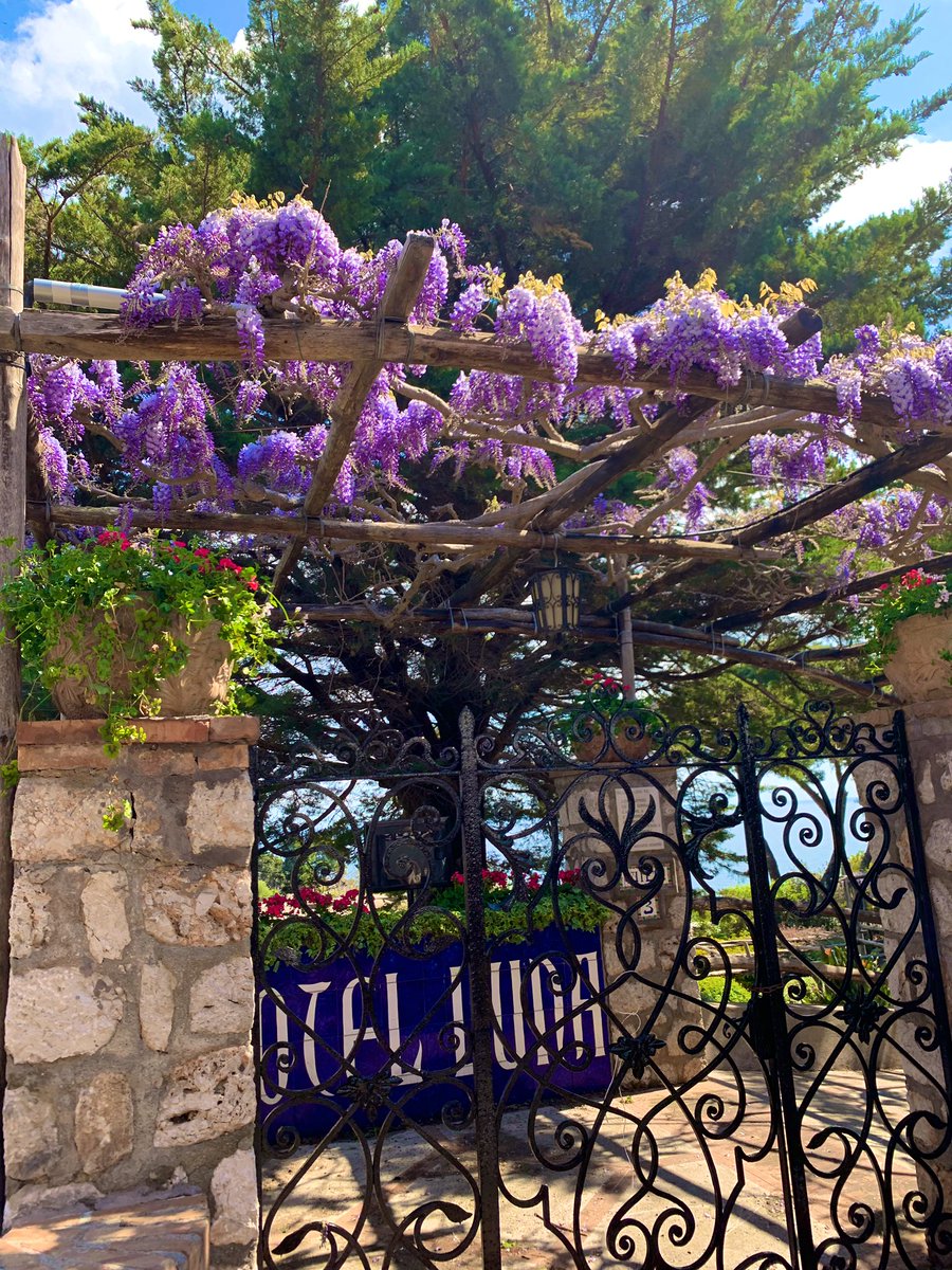 TravelRams's tweet photo. Day 3- the island of Capri 🇮🇹😍 https://t.co/8AFKrLaesY