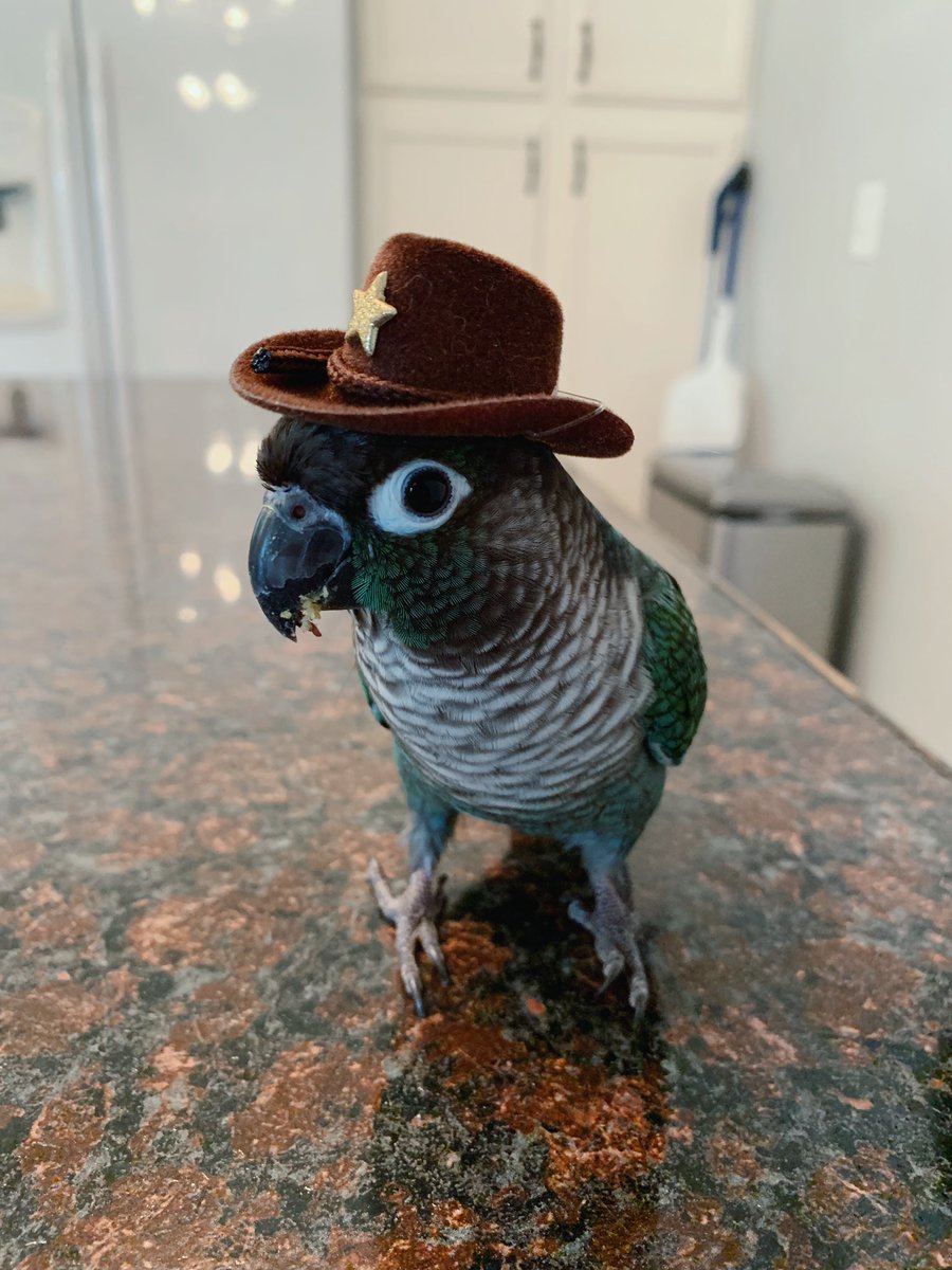 MochiBirbo's tweet photo. Howdy https://t.co/c4EWXLULr4