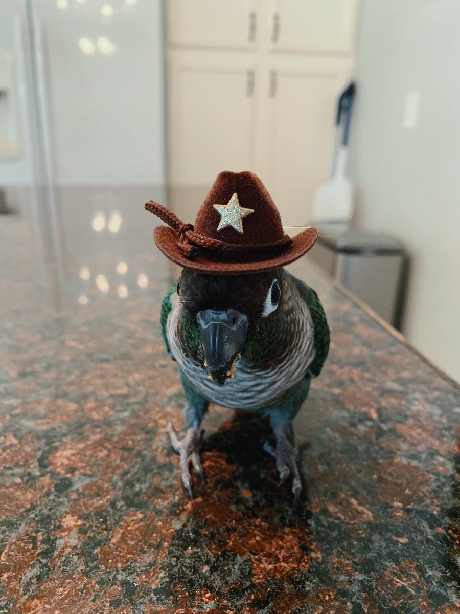 MochiBirbo's tweet photo. Howdy https://t.co/c4EWXLULr4