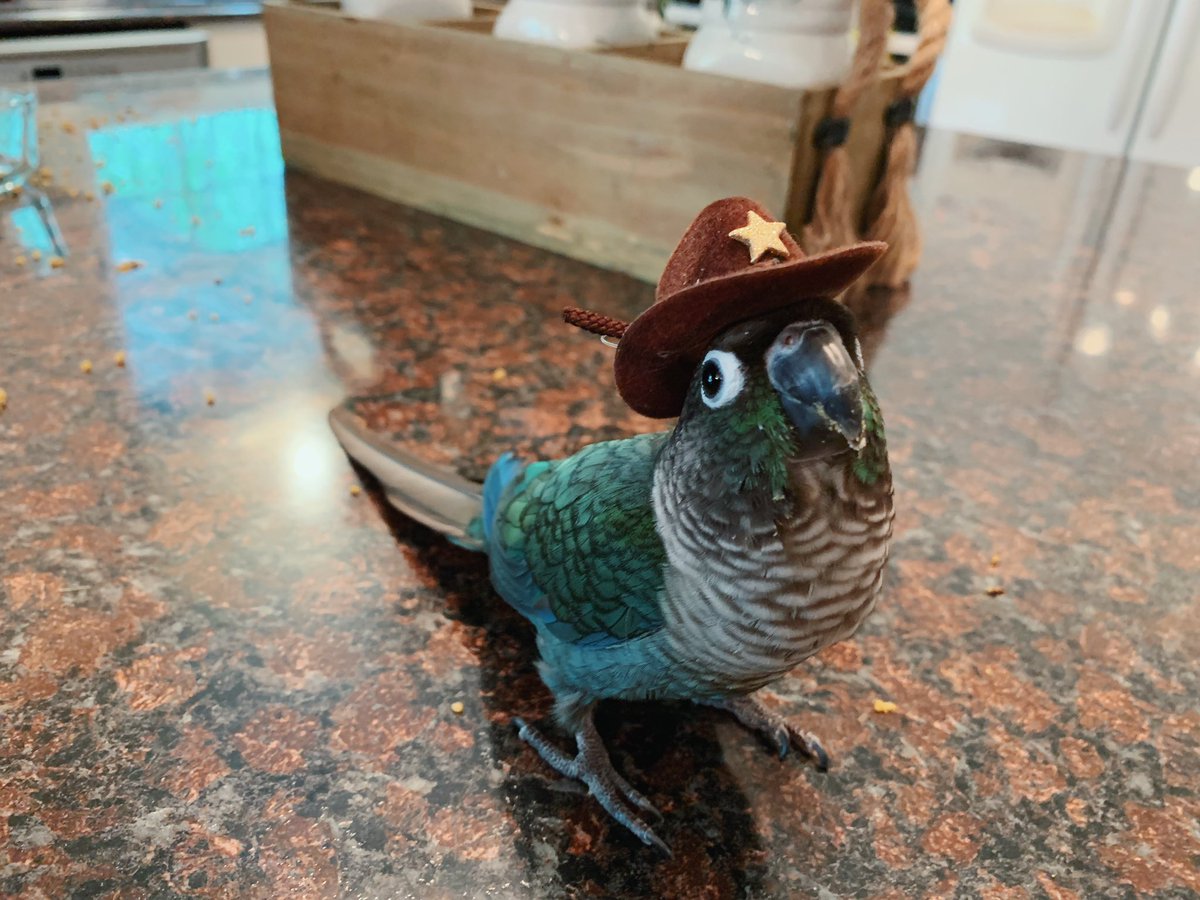 MochiBirbo's tweet photo. Howdy https://t.co/c4EWXLULr4