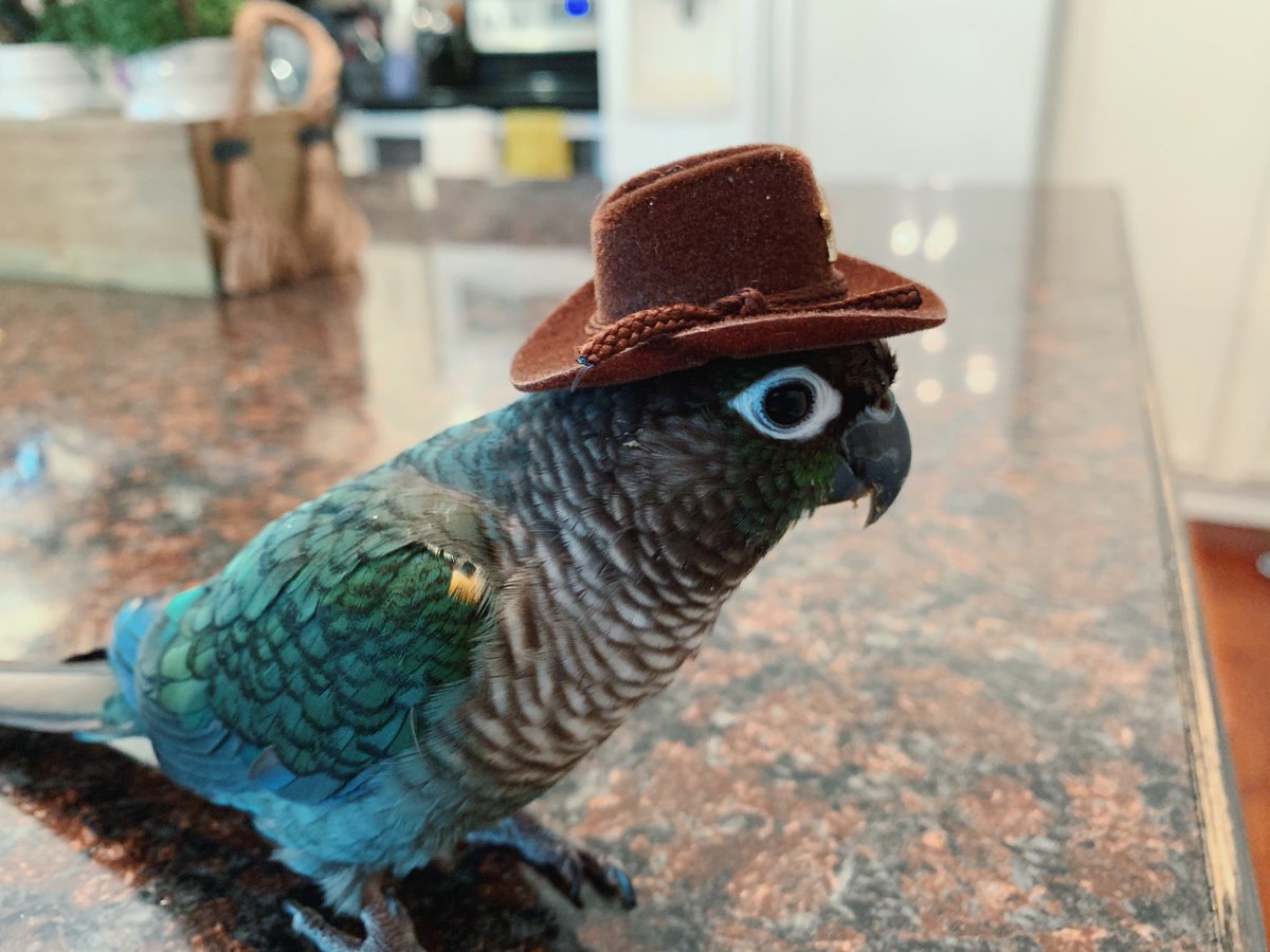 MochiBirbo's tweet photo. Howdy https://t.co/c4EWXLULr4