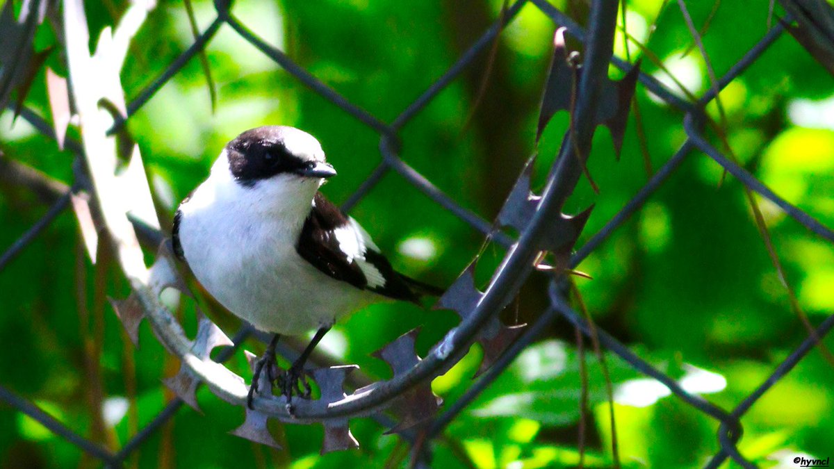 OzgunSozuer's tweet photo. https://t.co/dvjPzymHNX
#collaredflycatcher #ficedulaalbicollis #halkalısinekkapan @Best_Birbs @Kings_Birds #16x9_birds #trakus #birding #7DM2 #birdsoftwitter #backyardbirds #birdyourworld #birdingchallenge #500pxrtg #ThePhotoHour #dailyphoto #PintoFotografía #BirdBath #trakus https://t.co/l7fhJRCnsY