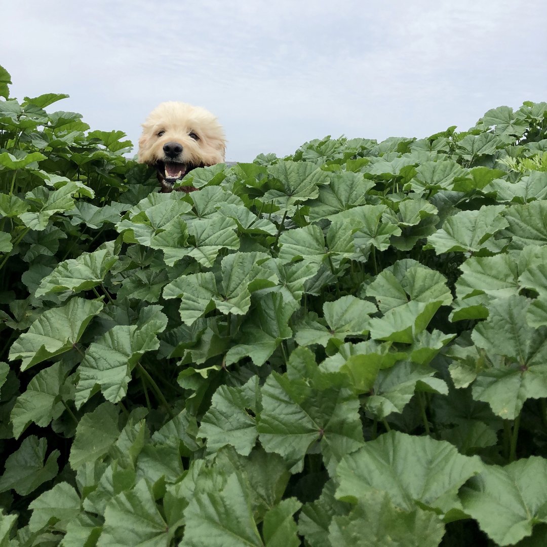 DogTiredSD's tweet photo. Oh hi there! #whereswaldo #tryandfindme #peekaboo #weekendvibes #dogtired #sandiego #socal #dogwalker #lifestoughgetadog #getoutside https://t.co/HLl8GXBGrt