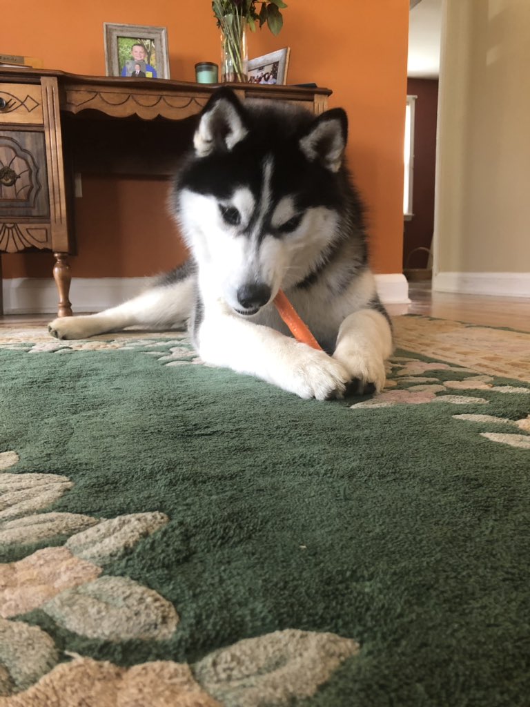 jbeall0's tweet photo. @JayzTwoCents Huskies are the best https://t.co/QTjVN9ZGyN