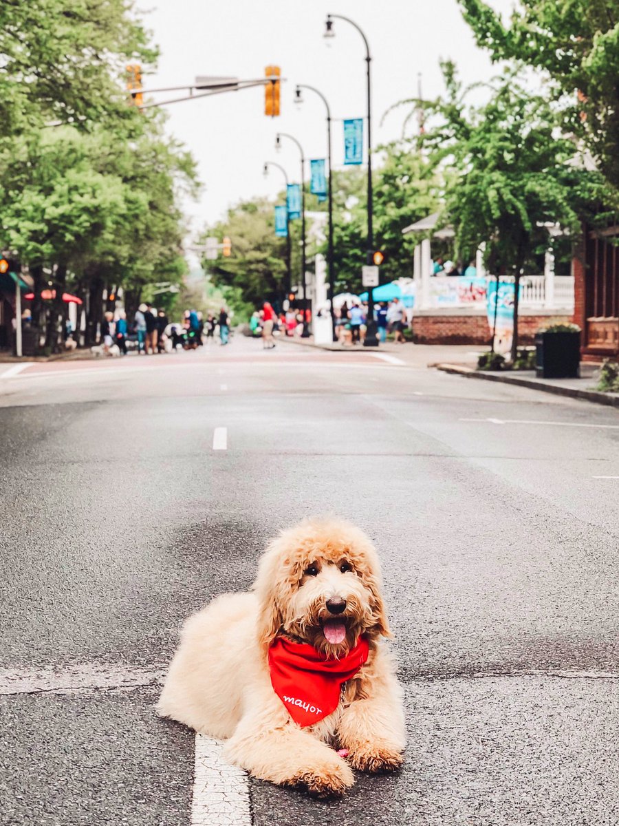 MayorKBrooks's tweet photo. So proud of Miss Maggie May at @MainstreetCleve Mutt Strut. 

Great event to benefit @spcaofbc 🐶 🐕 

Another great reason to Visit @ClevelandTNYall. https://t.co/Ivp5l1PyKE