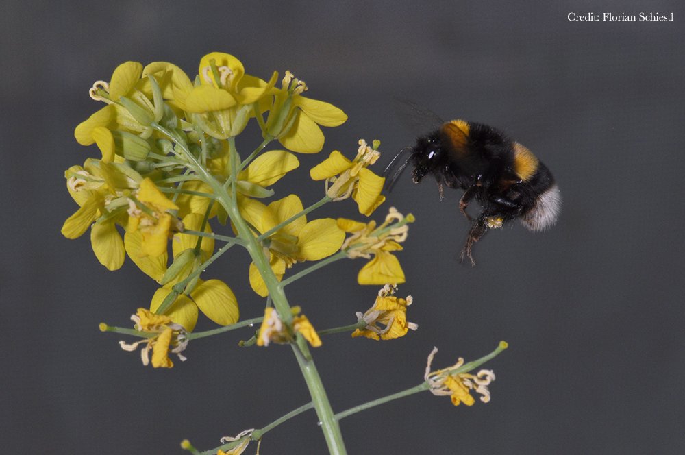 ScienceMagazine's tweet photo. How do #plants deal with their traits that can attract helpful #pollinators, but also harmful #herbivores? According to a new Science study, they evolve to lower that trade-off—and on a very quick timescale. ($) https://t.co/gwzlnlwyJf #Evolution #PlantScience https://t.co/MgKpGIxhD4