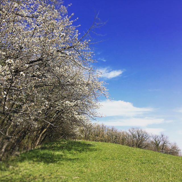 saolin7's tweet photo. Sakura 🌸 Les cerisiers en fleurs du Grenoble ;) フランスから、日本の桜を想うとき #フランス田舎暮らし #グルノーブル #フランス生活 #cerisier #cerisierenfleurs #春 #printemps #cherryblossom #cherryblossoms #桜 https://t.co/ymM317Wcz3 https://t.co/xe0axJDT4s