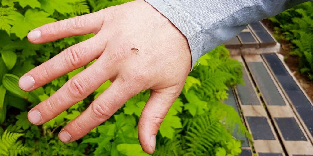 mydrypod's tweet photo. This little mosquito is just one of the billion reasons why DryPods are a great idea! 🦟🦟🦟🦟 They never give up!
..
..
#travelalberta #travelcanada#rving #outdoorliving #activeliving  #ancientforest #raincouver https://t.co/GqdSmuymKd