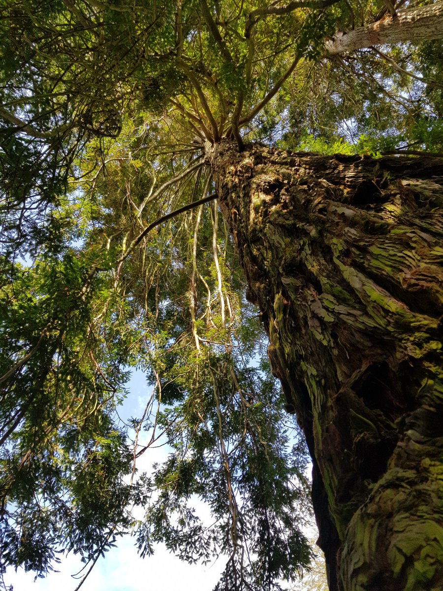 UnaTDuffy's tweet photo. And loved the epic, very hug worthy trees, the delicious @glastryfarm ice cream &amp; plant based cup @NTmountstewart https://t.co/QjMZq8TzR5